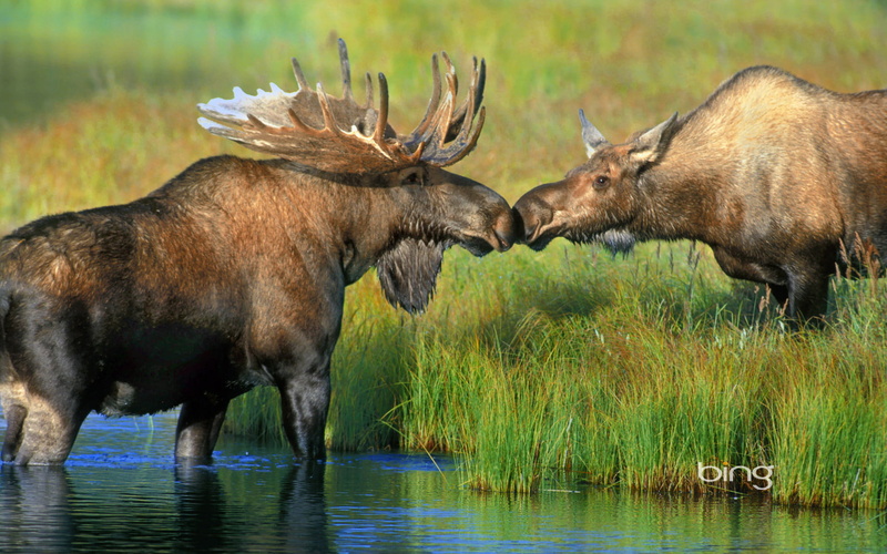 two animals, herbivorous, 1080P, moose, river, text, pair, USA, mooses, horns, brown, group of animals, mammal, bull - animal, no people, overlay, animal themes