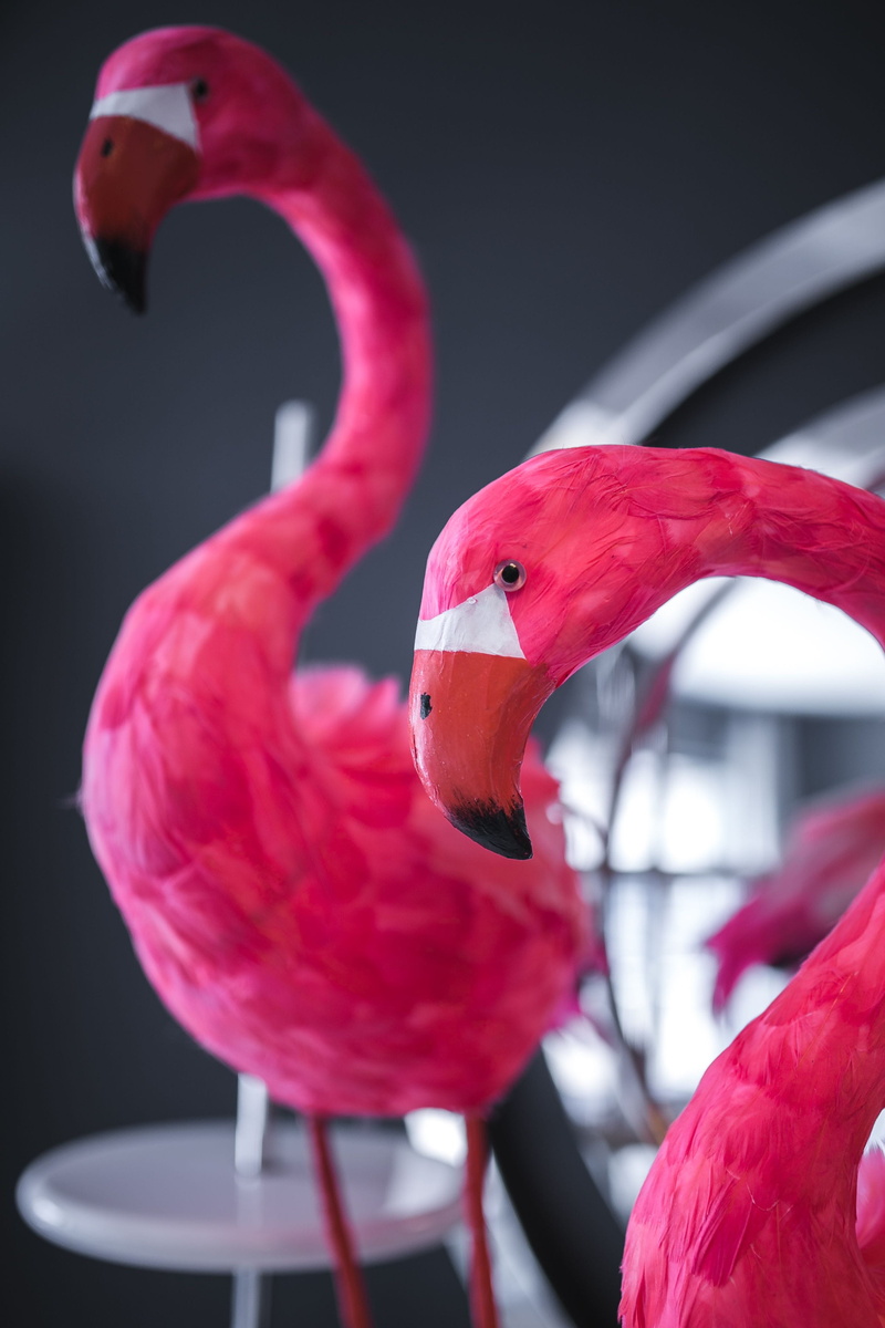 animals In The Wild, animal themes, pink, day, pink Color, bird, Home, tropical Climate, animal neck, interior, animal wildlife, animal, animal body part