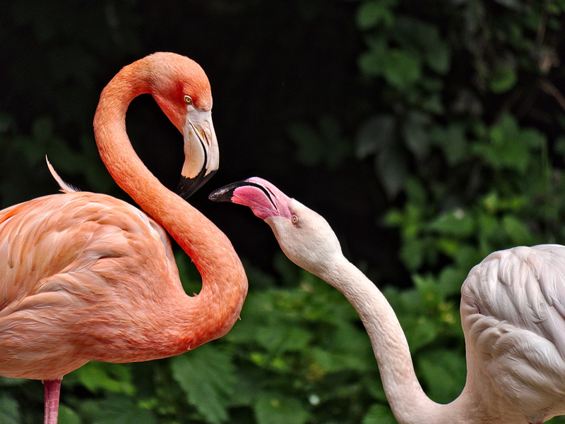 5K, photography, mich, animal, bird, waterbird, roter, Flamingos, time, selective focus, africa, zoo, tropical Climate, looking, pink Color, outdoor, wildlife