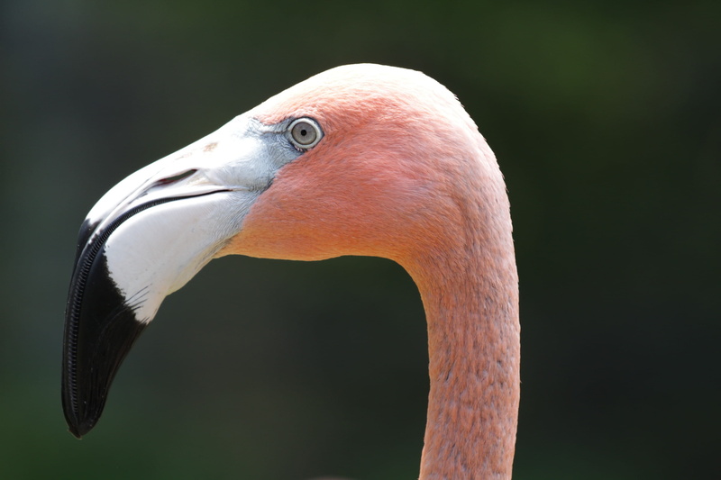 animal Neck, tropical Climate, nature, pink flamingo, wildlife, animal wildlife, Bird, animals In The Wild, beak, feather, animal themes, beauty In Nature