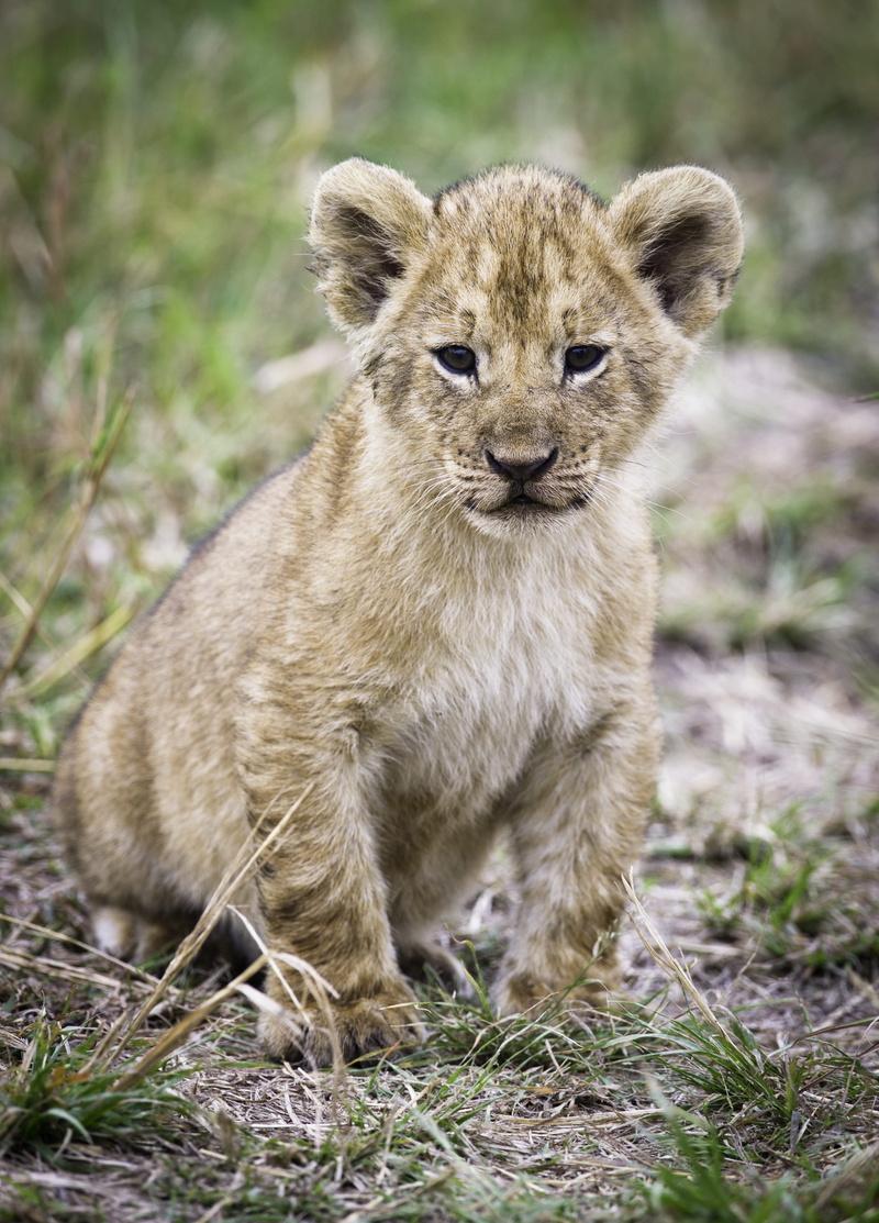 depth of field, animal, looking at camera, adorable, carnivore, lion cub, baby, 2K, blur, one animal, hunter, wildlife, grass, predator, vertebrate, day