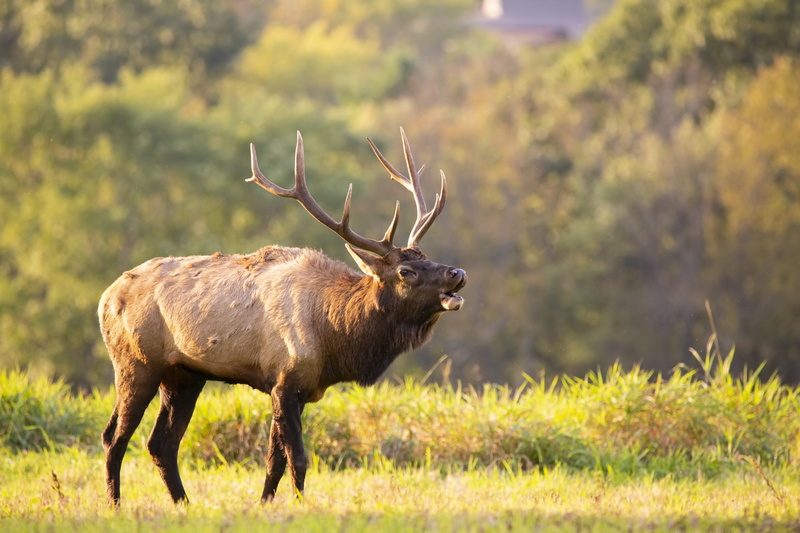 field, elk county pa, usa, day, plant, vertebrate, one animal, animal, animal wildlife, animals in the wild, antelope, bull, savanna, herbivorous, wildlife