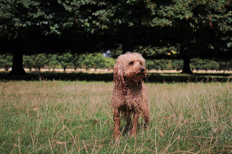 vertebrate, plant, field, wild, park, canine, land, pets, domestic, puppy, hampton, nature, domestic animals, 5K, outdoors, forest, pet, mammal, bushy park