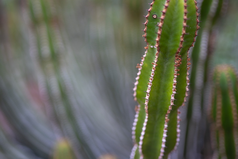 spiky, closeup, plant part, natural pattern, dof, selective focus, outdoors, succulent plant, land, greenhouse, cactus, plant