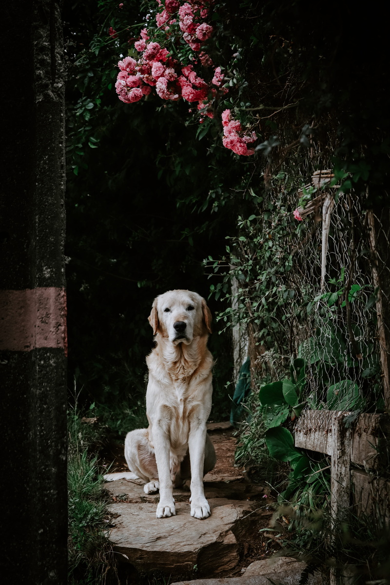 flower, face, pets, mammal, nature, flowering plant, labrador, street, sat, plant, no people, day, portrait, tree, outdoors, pathway, ken, floral, canine