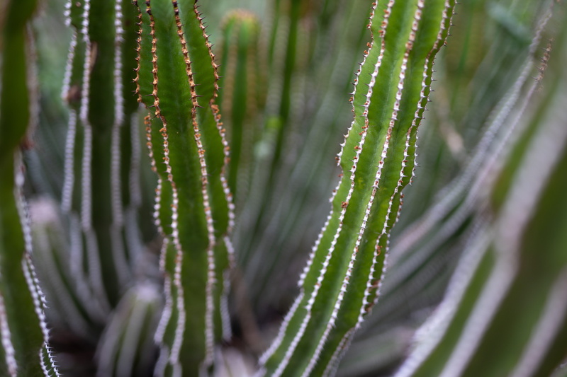 succelent, south africa, cactus, cape town, cacti, green color, wet, water, day, freshness, photo, drop, succulent plant, dof, close-up, spines
