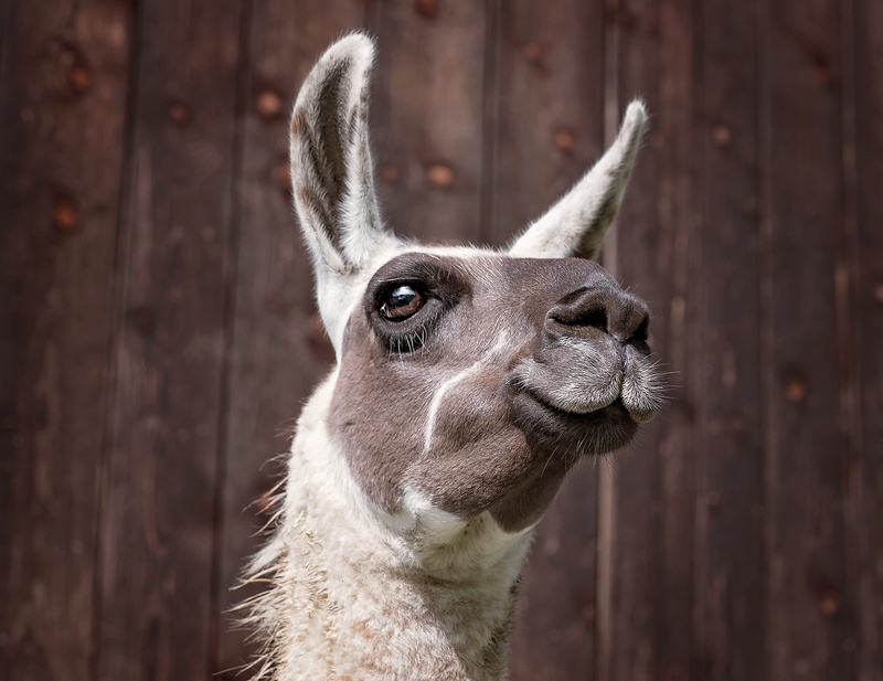 donkey, close, mammals, animal wildlife, lama, focus on foreground, brown white, wildlife photography, animal head, animal ear, animal world, vertebrate