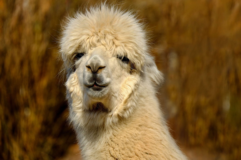 fur, 4K, one animal, cream white, animal head, cute, animal wildlife, mammal, outdoors, animals in the wild, day, no people, animal body part, domestic animals
