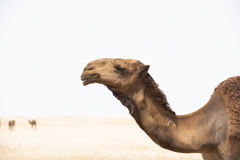 sand, working animal, daylight, sky, animal, 5K, domestic animals, wild, arid climate, safari, fur, climate, day, desert, Arabian camel, pets, herbivorous