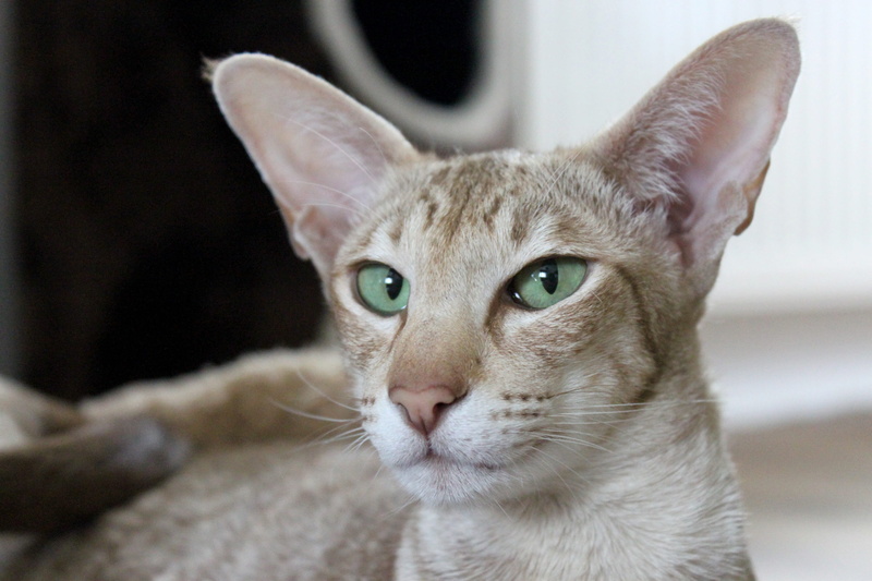 one animal, beautiful, ears, oriental shorthair, playful, eyes, domestic animals, mackerel, wildlife photography, creature, animal world, closeness, cute