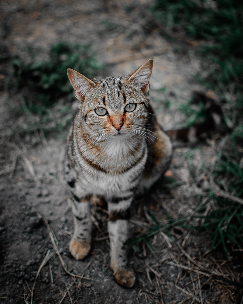 no people, feline, mammal, one animal, photography, pet, domestic cat, domestic animals, day, vertebrate, looking, sitting, selective, 2K, animal themes