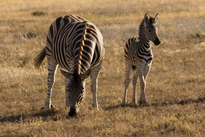 africa, safari, animal world, animal, wildlife, animals in the wild, herbivorous, wild animal, striped, zebra crossing, zebra stripes, field, vertebrate