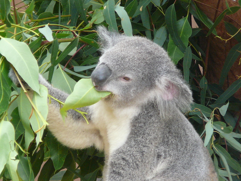 zoo, grey, furry, eucalyptus, branch, growth, one animal, no people, wildlife, tree, leaf, outdoors, close-up, australia, fur, animal themes, holding, wild