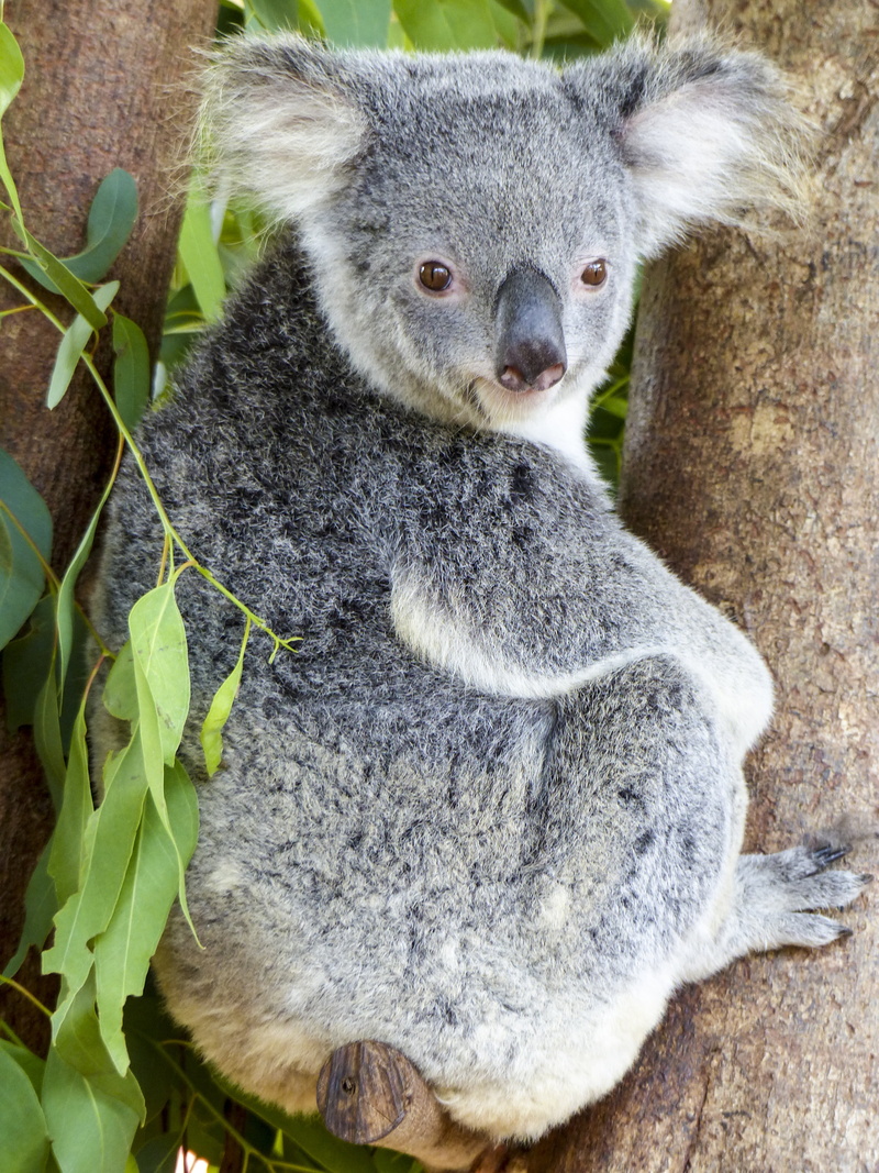 cute, koala, portrait, eucalyptus, mammal, lazy, animal themes, branch, wildlife, one animal, tree, outdoors, animal wildlife, cuddly, plant part, nature