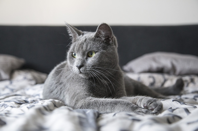 coated, kitty, mammal, cat, bed, animal, one animal, kitten, domestic animals, short, young, portrait, relaxation, whisker, fluffy, sweet, no people, bedroom