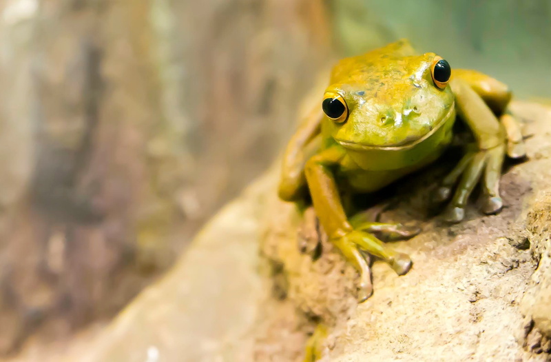 brown, 1080P, exotic, animals in the wild, one animal, small, animal wildlife, outdoors, water, wildlife, green Color, focus, nature, green frog, green