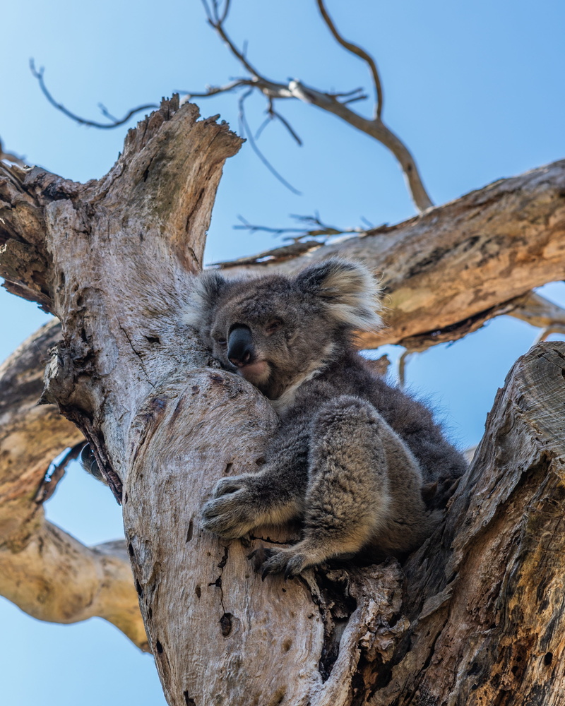marsupial, animals in the wild, baby, mammal, adorable, eucalyptus, cuddly, relaxation, branch, cute, day, grey, animal, sleep, furry, nature, trunk, australia