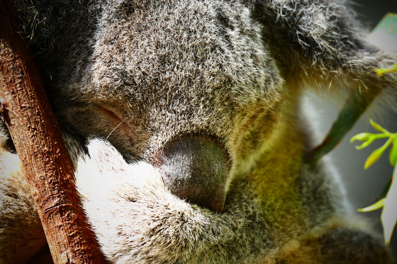 zoo, livestock, animal body part, wild, queensland, branch, portrait, animal, animal wildlife, tourism, eucalyptus, 5K, animal themes, gray, wildlife