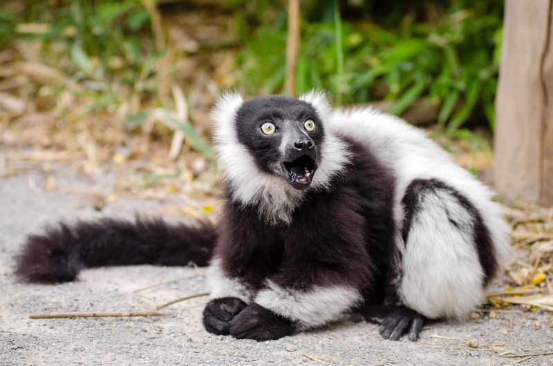 Lemur, animals In The Wild, animal, endangered Species, africa, ring-tailed Lemur, mammal, furry, full length, ape, wildlife, Camera, back, looking, animal themes