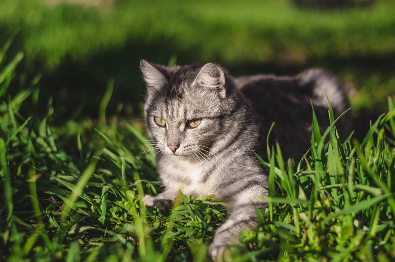 wild, animal photography, mammal, young, vertebrate, kitty, blur, green, animal themes, nature, hair, feline, plant, lying, silver, animal, portrait, photography