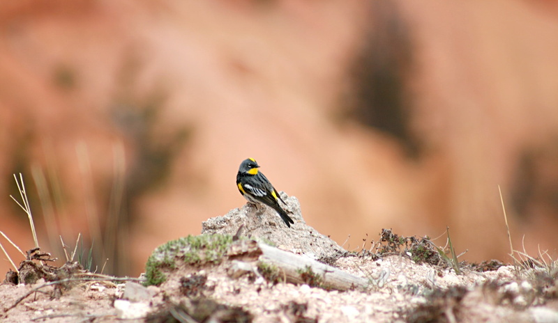 profile view, selective focus, nature, wild, utah, perching, plant, selective, bokeh, feathers, outdoors, setophaga coronata, yellow rumped warbler, no people