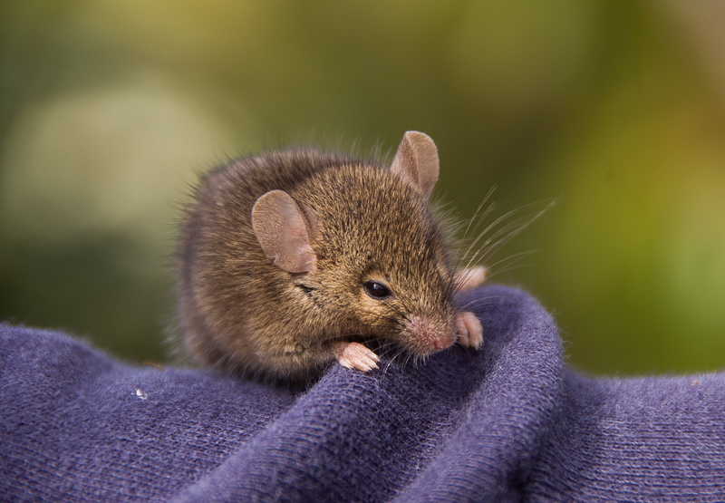 wild, native, australia, pink ears, whisker, marsupial, photography, close-up, animal, focus on foreground, animals in the wild, fluffy, vertebrate, domestic