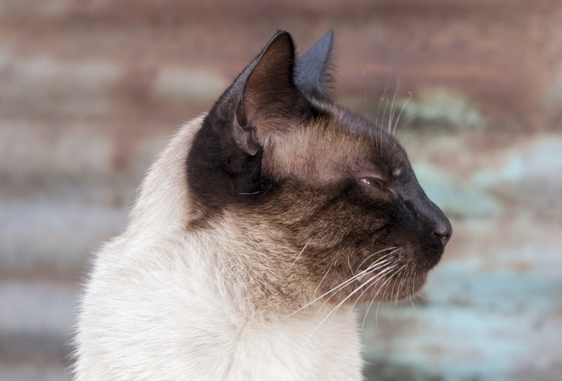 animal head, one animal, white, small, kitty, looking away, domestic Cat, portrait, Siamese, Animal, Cute, close, focus on foreground, funny, animal body part
