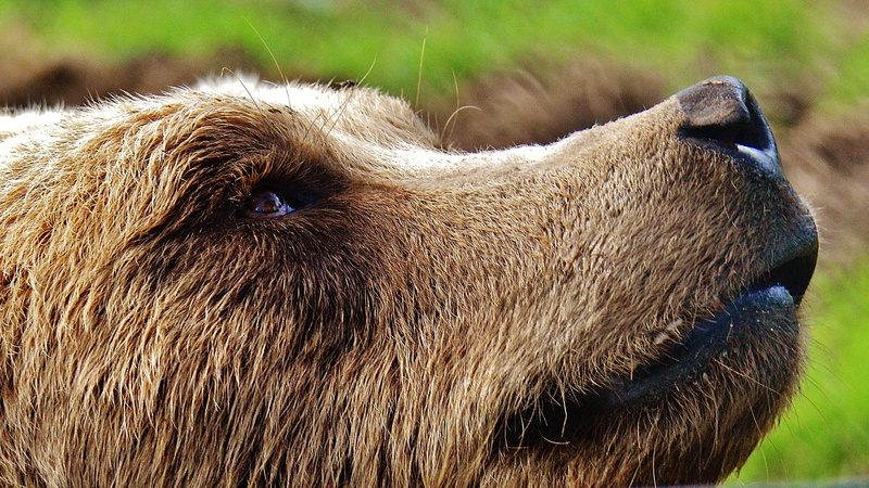 mammal, focus on foreground, brown bear, close-up, cute, side view, wildlife, one animal, animal wildlife, animal hair, bear, animal themes, photo, wild