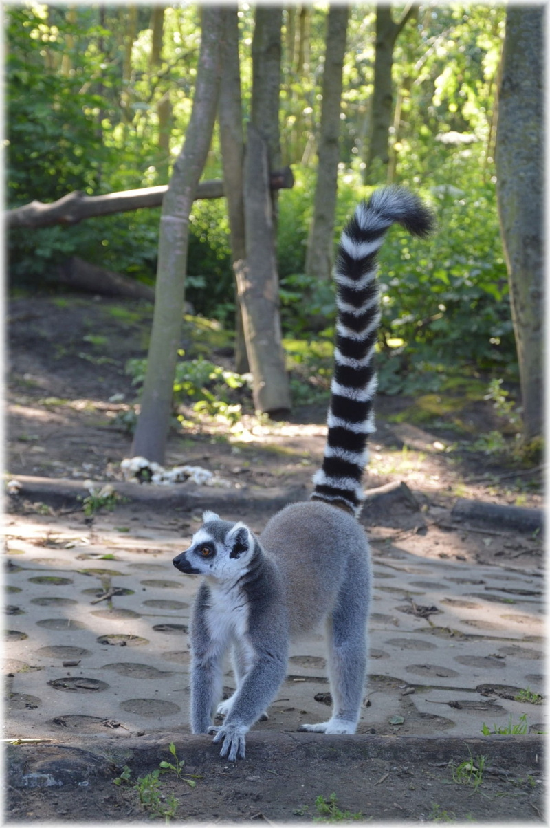 ecology, mammal, africa, looking, creature, big nose, animal family, endangered Species, lemur, two animals, reserve, outdoor, nature, land, species, jungle