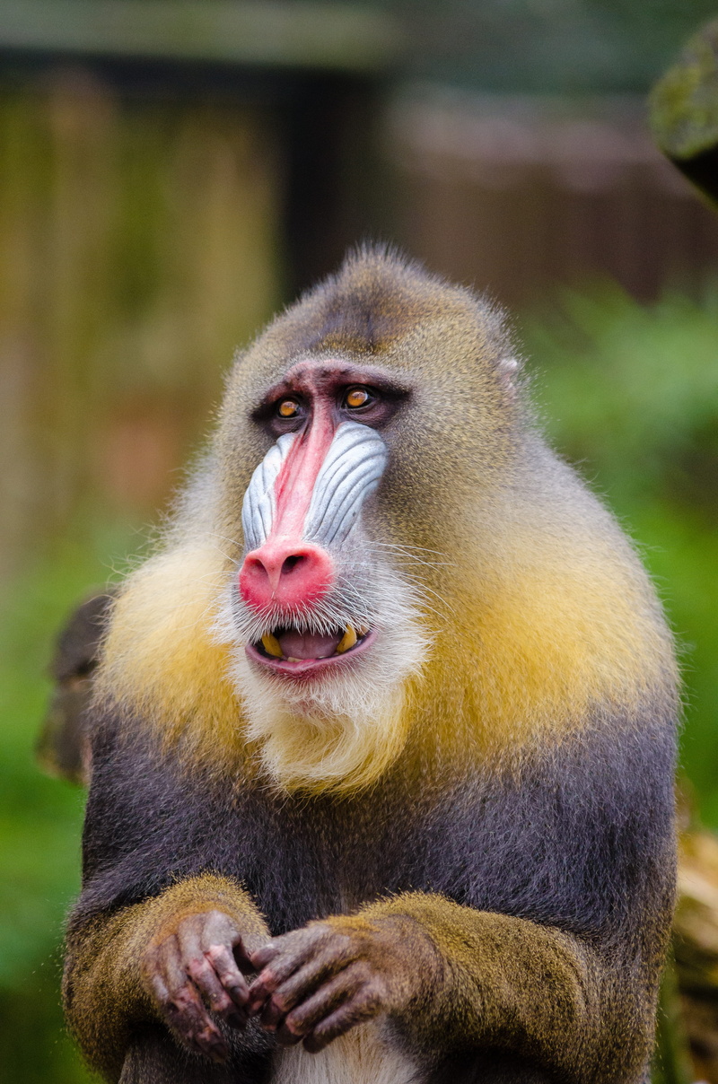 animal themes, animal, 4K, mandrill, vertebrate, selective, primate, animals in the wild, mouth open, portrait, animal wildlife, close-up, black, nature