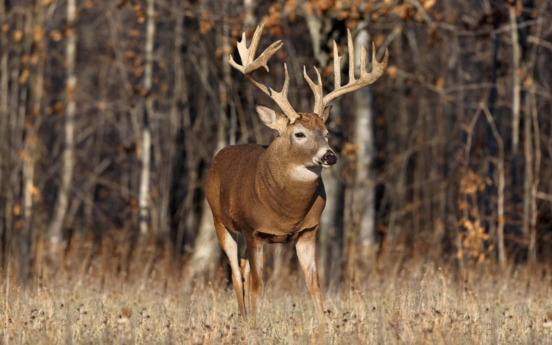 brown, Wildlife, Trees, 2K, Animals, Deer, reindeer, Grass, Autumn, Elk, Horns