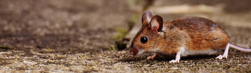 sweet, small, outdoors, focus, side view, close-up, profile view, animals in the wild, animal themes, animal, selective focus, funny, day, 5K, nager, one animal