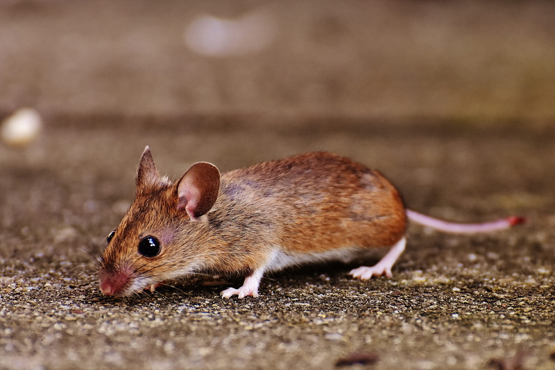 selective focus, vertebrate, pets, Mouse, wood mouse, side view, nature, day, Cute, one animal, whisker, outdoors, domestic, land, animal themes, 4K, brown