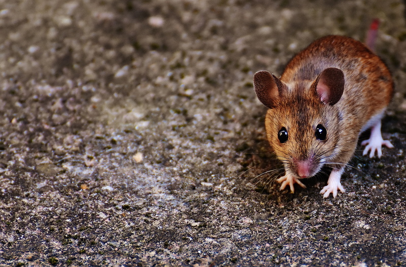 cute, portrait, small, gray, sweet, surface, mammal, fur, 2K, animals in the wild, rat, outdoors, button eyes, funny, nager, apodemus sylvaticus, animal themes