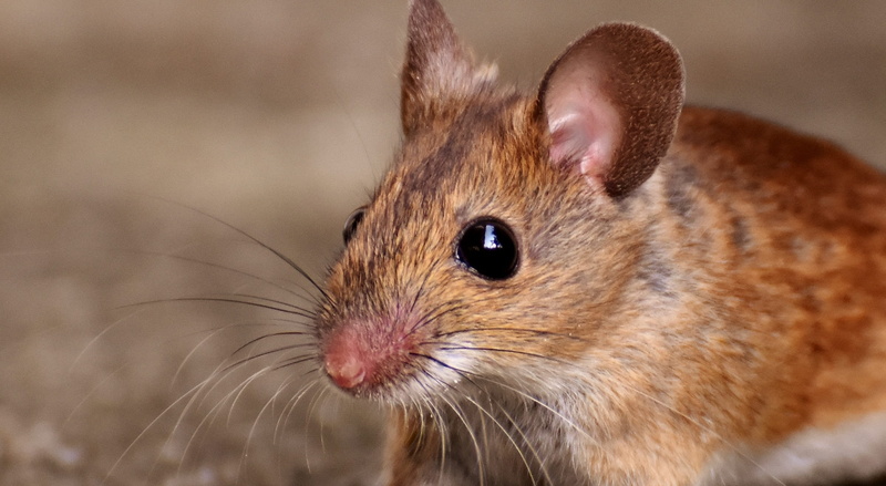 cute, portrait, rat, sweet, nature, no people, small, funny, animal nose, animal head, whisker, pets, apodemus sylvaticus, animal eye, animal wildlife