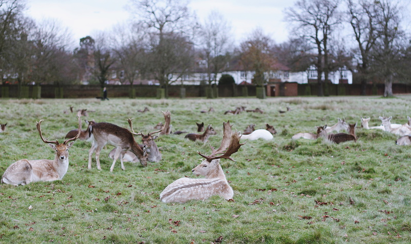 field, land, animal wildlife, outdoors, stag, wilderness, animals in the wild, tree, nature, bushy park, no people, park, animal, large group of animals