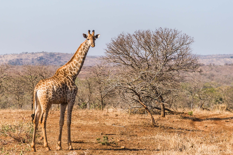 animal, 4K, safari, giraffe, bare, animal themes, sky, arid climate, no people, near, land, bare tree, outdoors, day, one animal, plant, standing, mammal