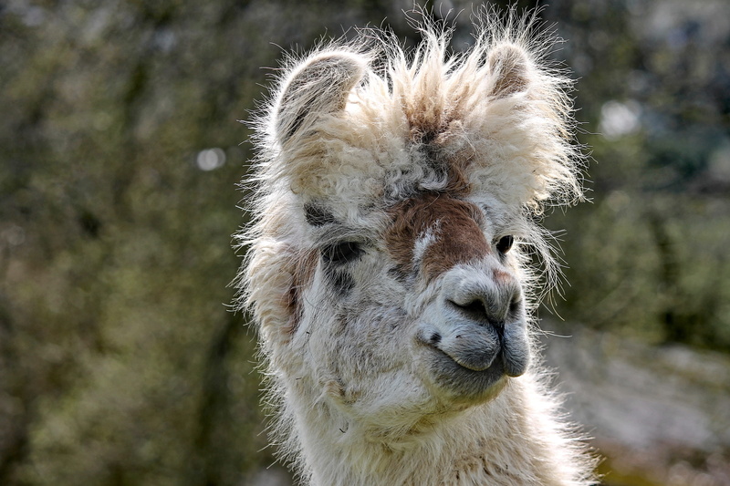 animal themes, escape animal, vertebrate, plant, beast of burden, white, mammal, calluses ohler, portrait, close, camel, andes, brown, livestock, south america