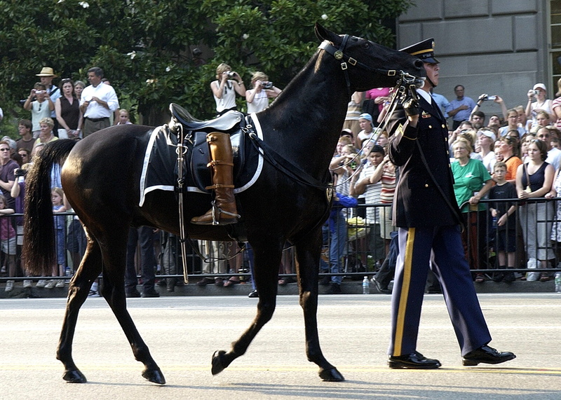 horse, vertebrate, uniform, people, ride, real people, outdoors, riderless, somber, crowd, procession, riding, mammal, activity, group of animals, boots turned backwards