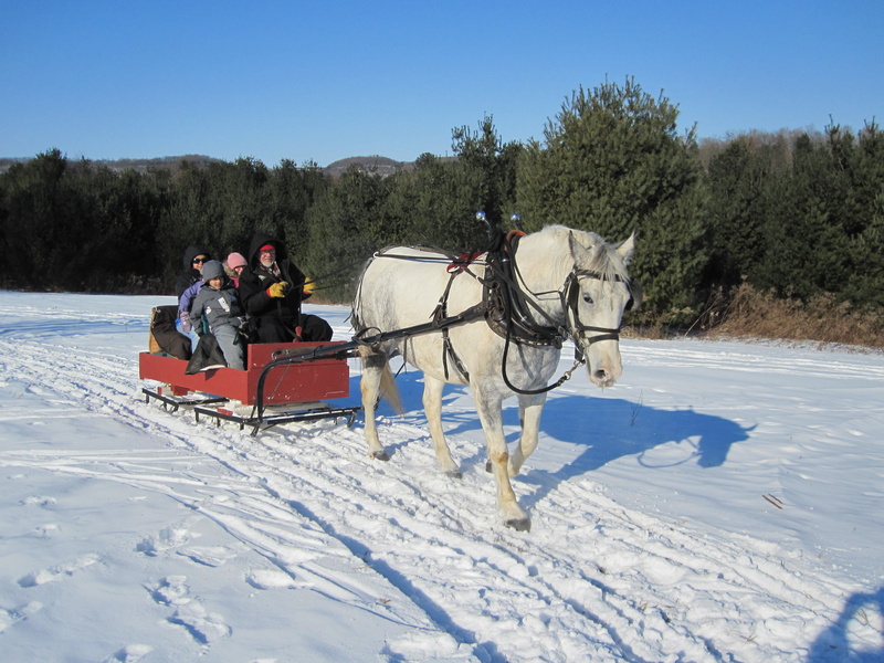 outdoors, fun, transportation, men, forest, group, sledge, domestic, sled, winter, 4K, sleigh ride, vertebrate, herbivorous, ride, domestic animals, white
