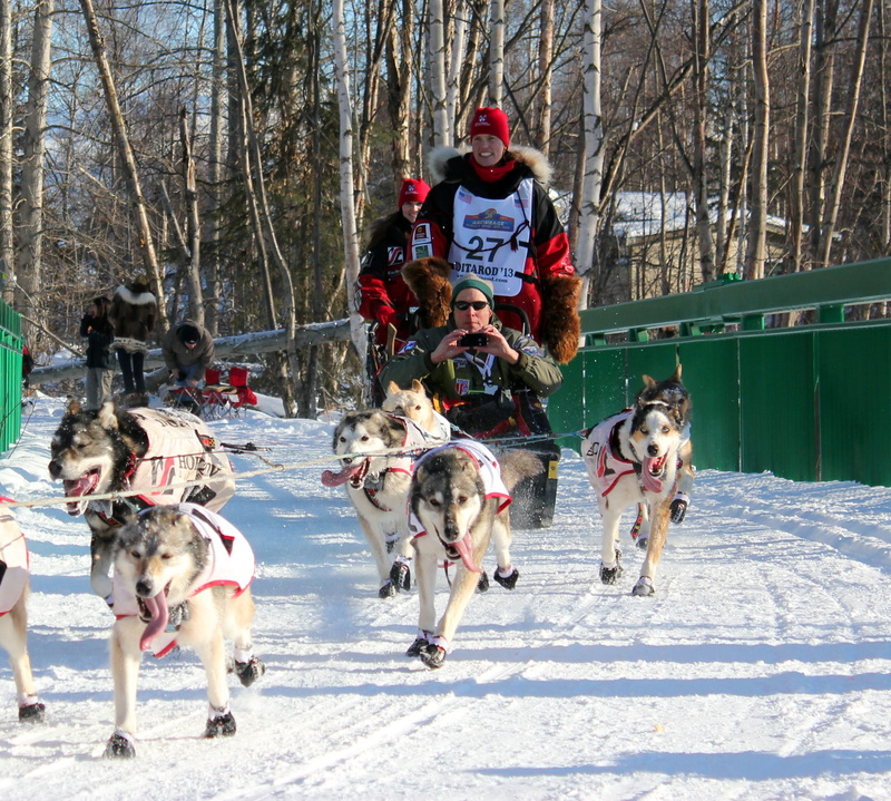dogs, dog, transport, snowing, nature, vertebrate, dogsled, sledding, 2K, animal themes, tree, cold temperature, animal, Winter, cold, iditarod, canine