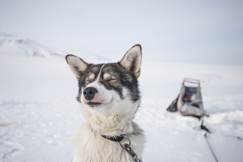 closeup, eye closed, looking, sled dog, sitting, one animal, field, white, photo, sled, looking away, cold temperature, domestic, day, sledge dog, snowfield
