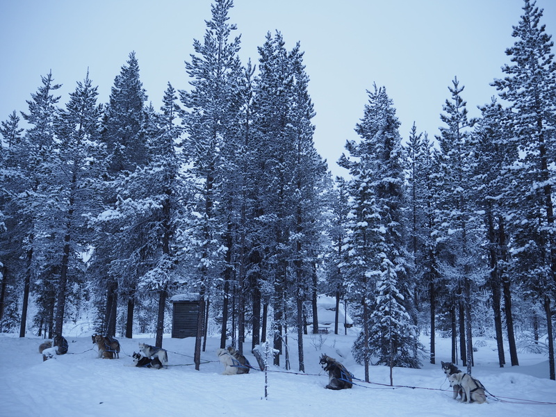 ice, cold, pine woodland, pine tree, forest, snowing, plant, no people, environment, snow, winter, tranquil scene, scenics - nature, dog sledding, nature