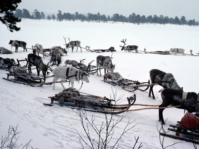 animal, mammal, Sledge, large group of animals, pets, herd, outdoors, nature, Team, North pole, field, herbivorous, 720P, working animal, animal themes
