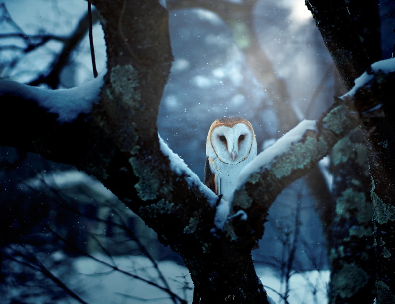 Wildlife, Birds, Bird, Winter, 1080P, Barn Owl