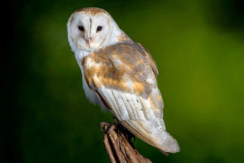 Bird, Barn Owl, Wildlife, 4K, Owl, Birds