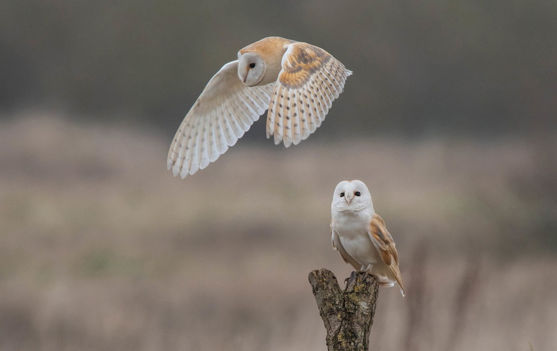 The barn owl, 2K, background, owls, bokeh, birds