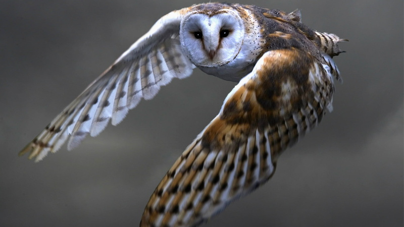 Animal, 1920x1080, 1080P, Owl, Barn owl, animals, bird, hd owl