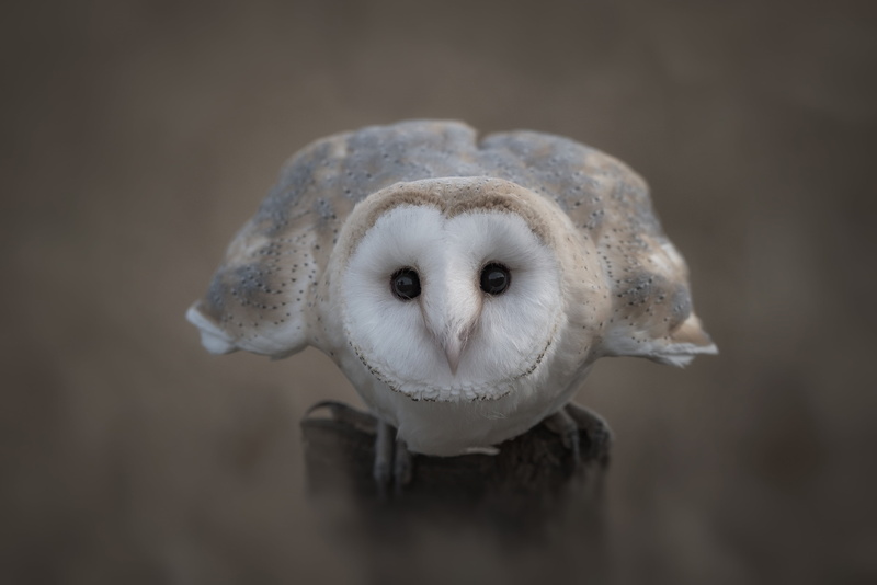 Common barn owl, background, 4K, look, owl, bird