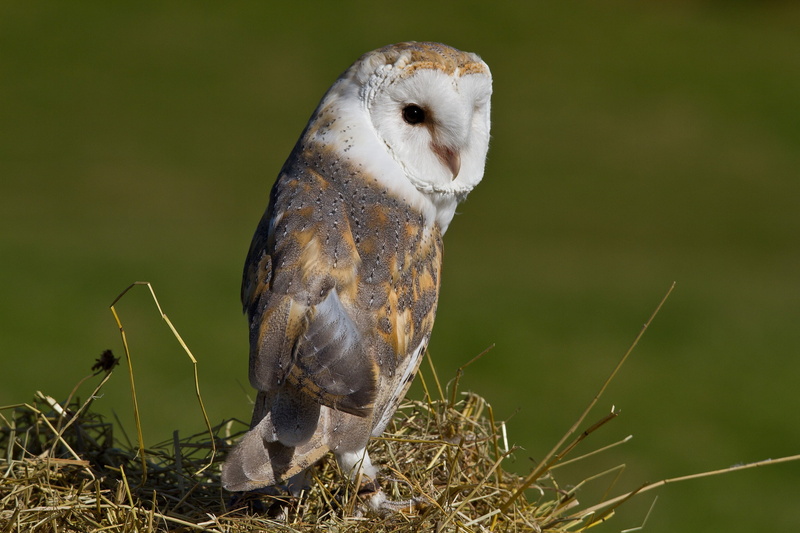 the barn owl, 1080P, bird, owl